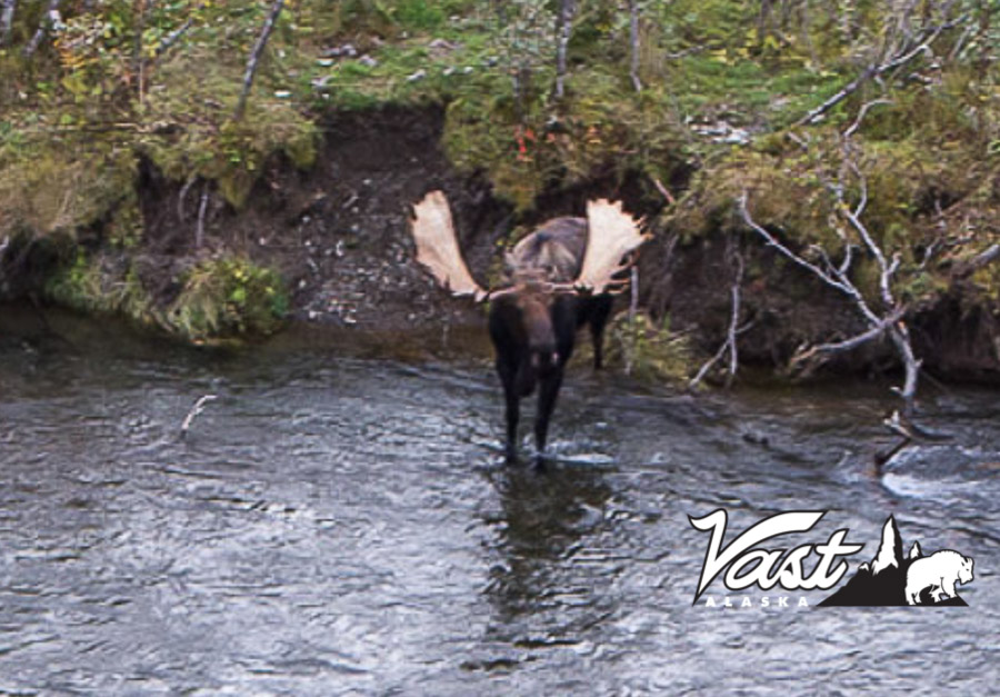 Alaska Peninsula Moose Hunt