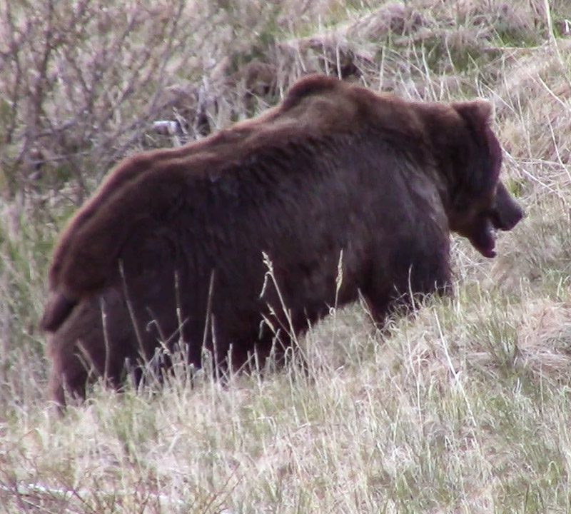 Alaska Peninsula Brown Bear Hunting