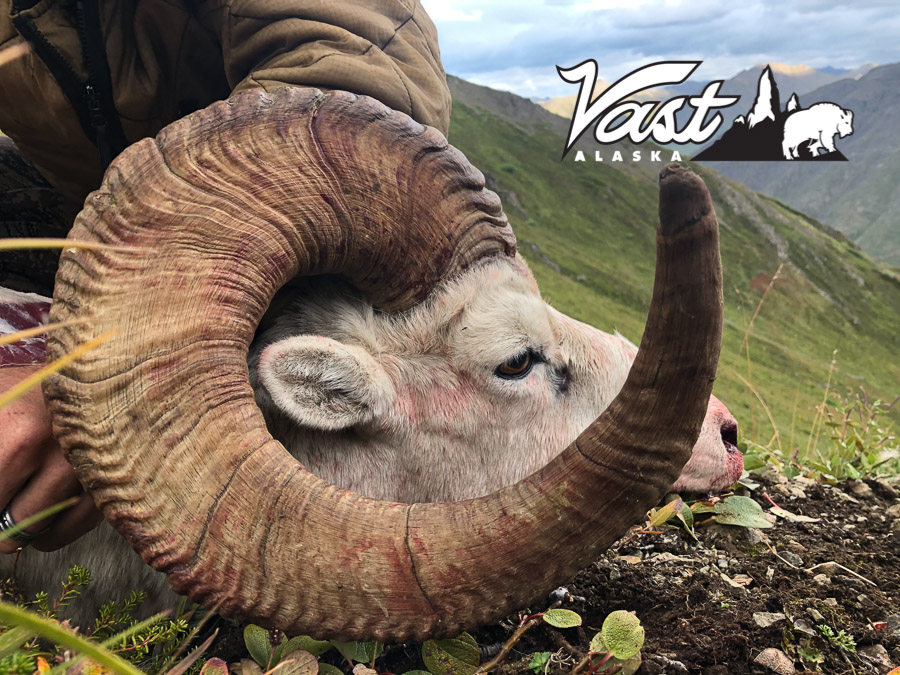 Mountain Hunting Alaska the Pursuit of sheep and Goat