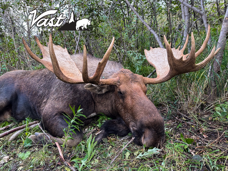 Alaska Yukon Moose Hunting